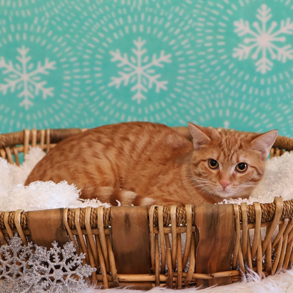 Ginger