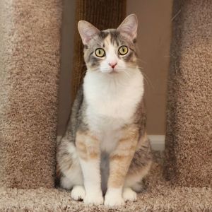 Tillie, Young Female Domestic Short Hair