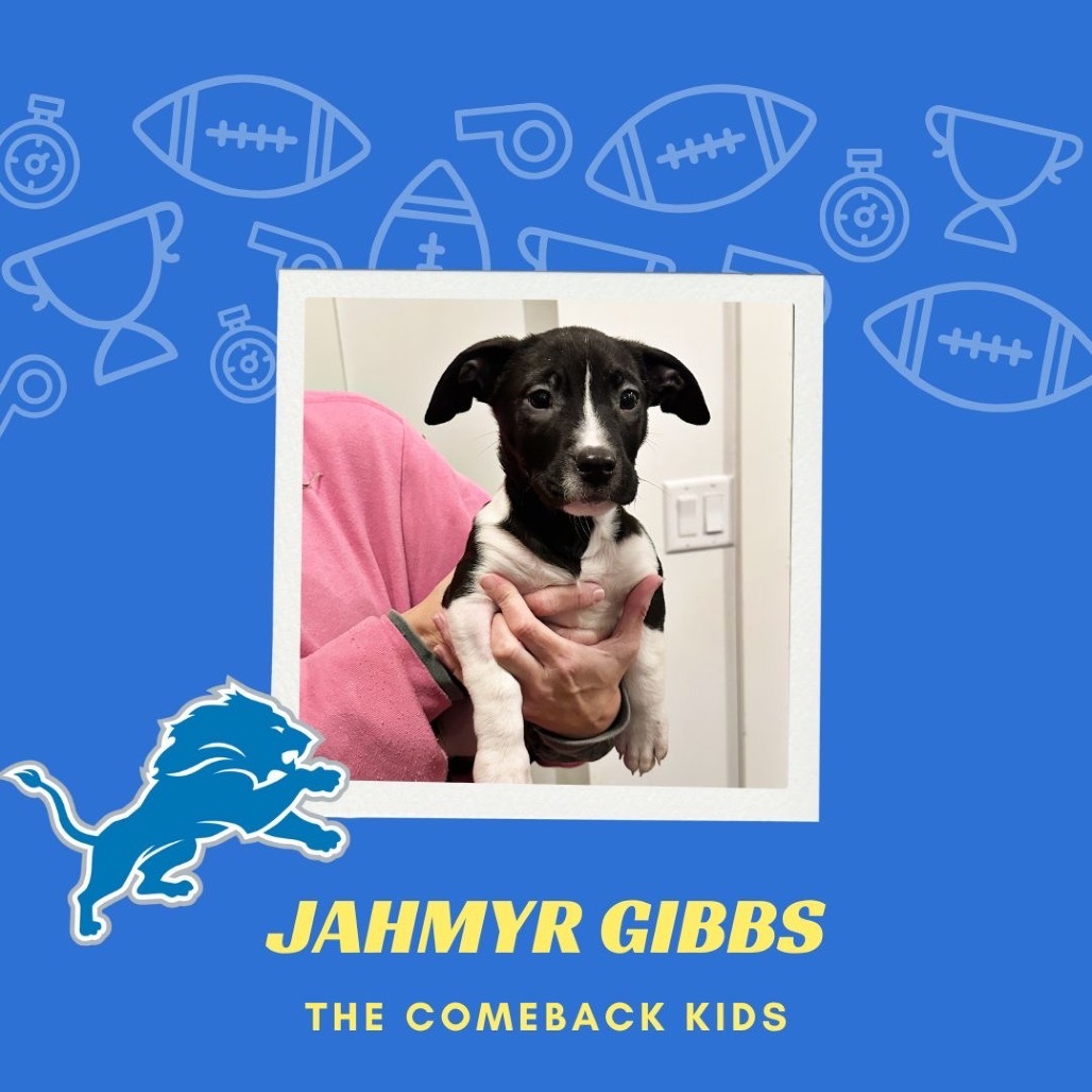 Jahmyr Gibbs - 2195
