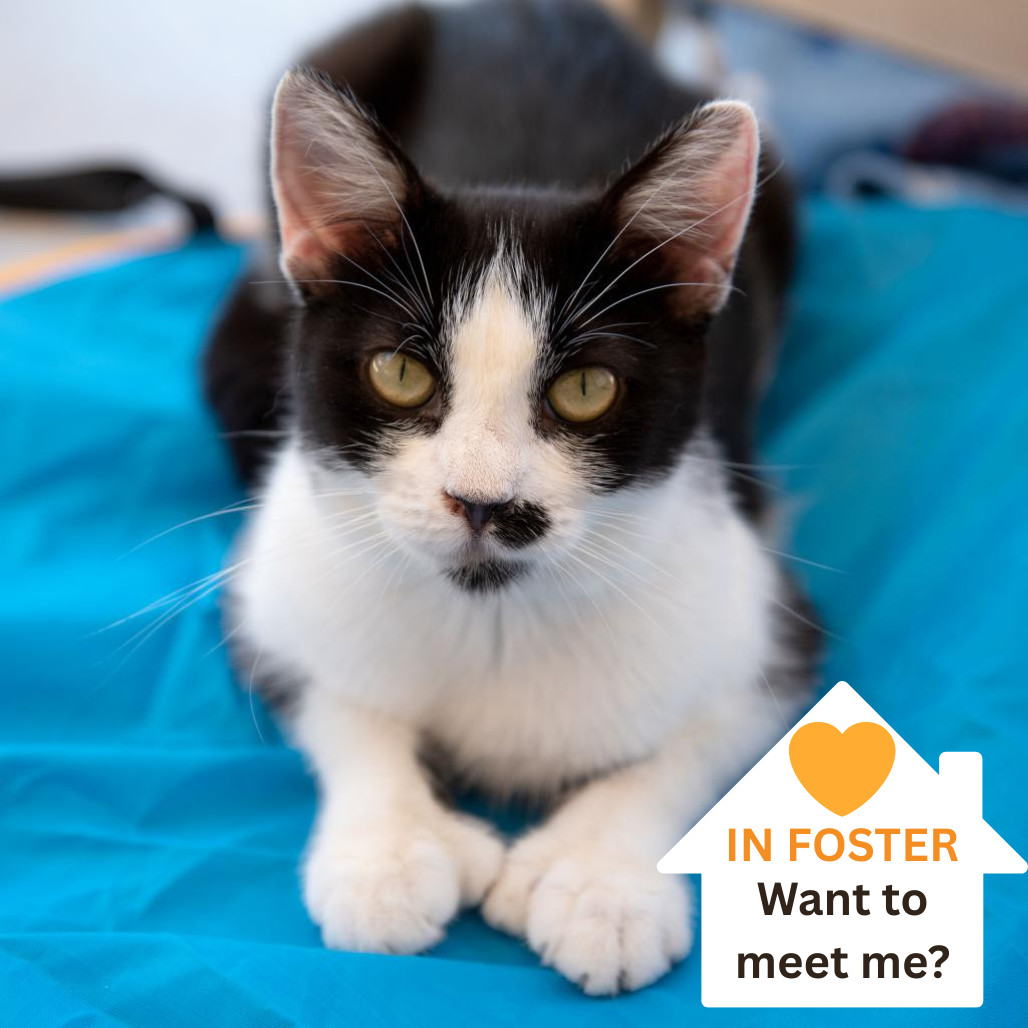 Lindsay, an adoptable Domestic Short Hair in Salt Lake City, UT, 84106 | Photo Image 1