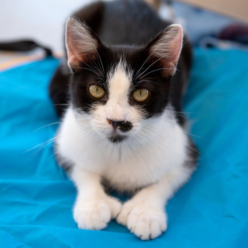 Lindsay, an adoptable Domestic Short Hair in Salt Lake City, UT, 84106 | Photo Image 2