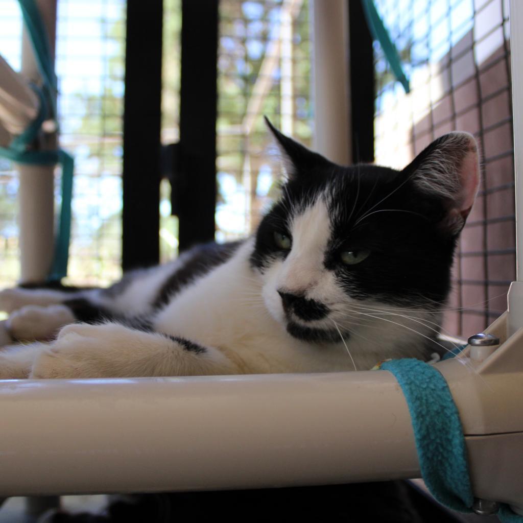 Lindsay, an adoptable Domestic Short Hair in Salt Lake City, UT, 84106 | Photo Image 3