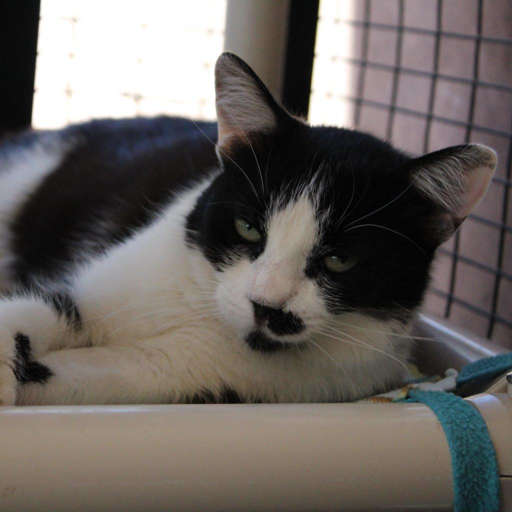 Lindsay, an adoptable Domestic Short Hair in Salt Lake City, UT, 84106 | Photo Image 4