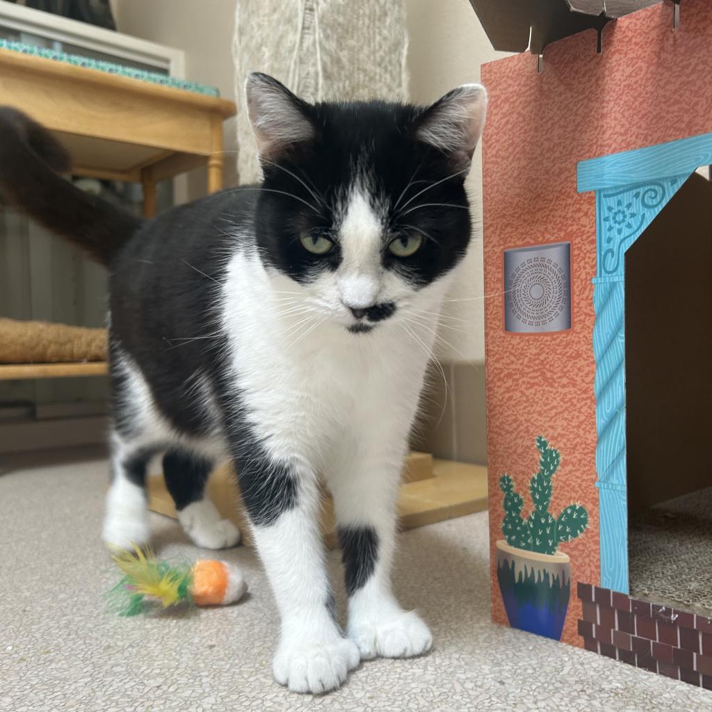 Lindsay, an adoptable Domestic Short Hair in Salt Lake City, UT, 84106 | Photo Image 5