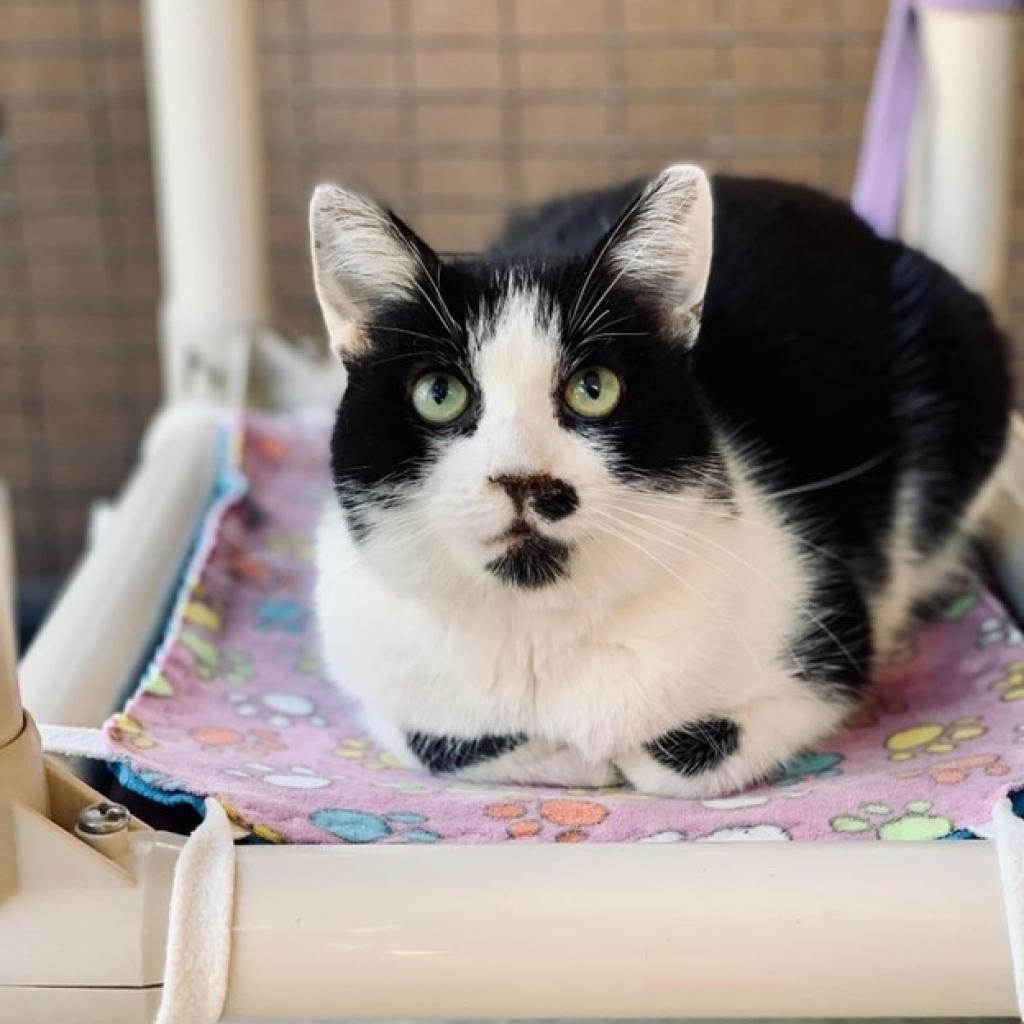 Lindsay, an adoptable Domestic Short Hair in Salt Lake City, UT, 84106 | Photo Image 6