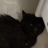 Minerva photo 2