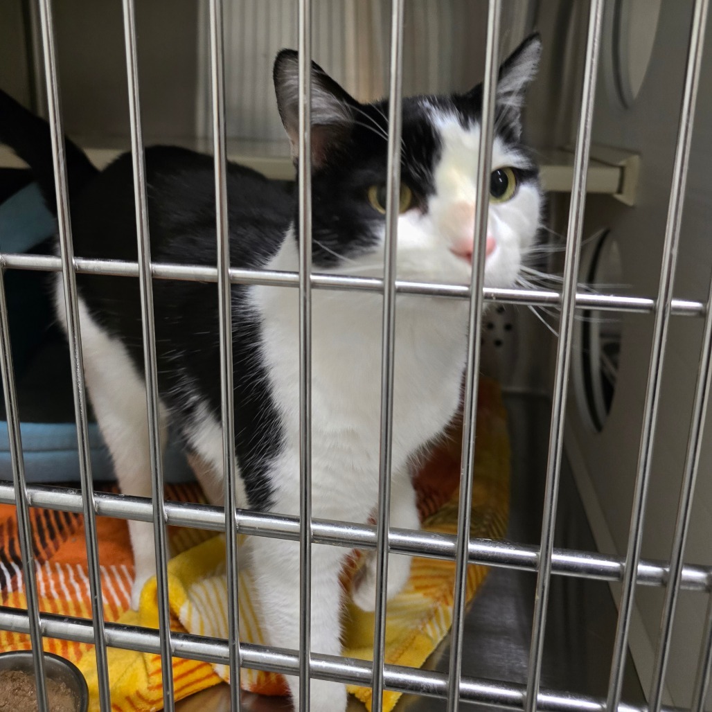 Mr. Sherlock "Nuzzles", an adoptable Domestic Short Hair in Denver, CO, 80223 | Photo Image 2