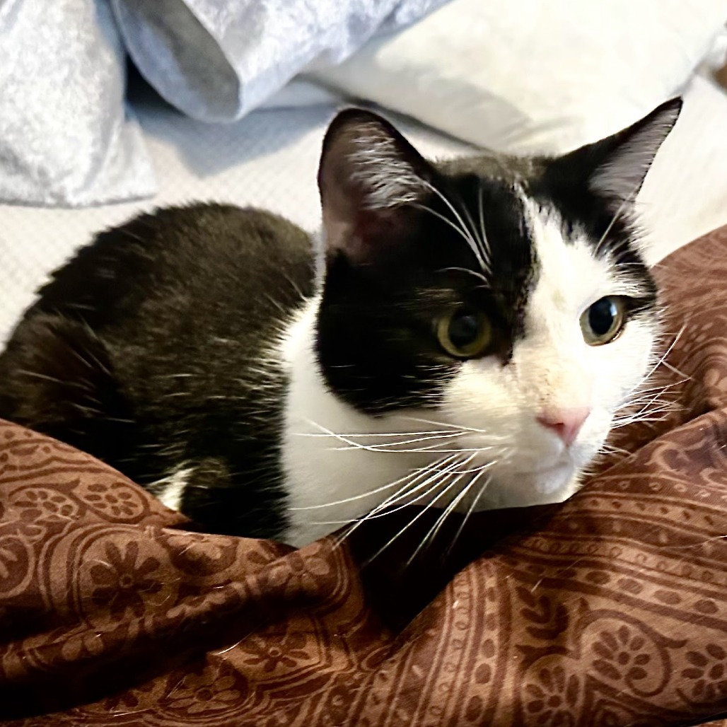 Mr. Sherlock "Nuzzles", an adoptable Domestic Short Hair in Denver, CO, 80223 | Photo Image 3