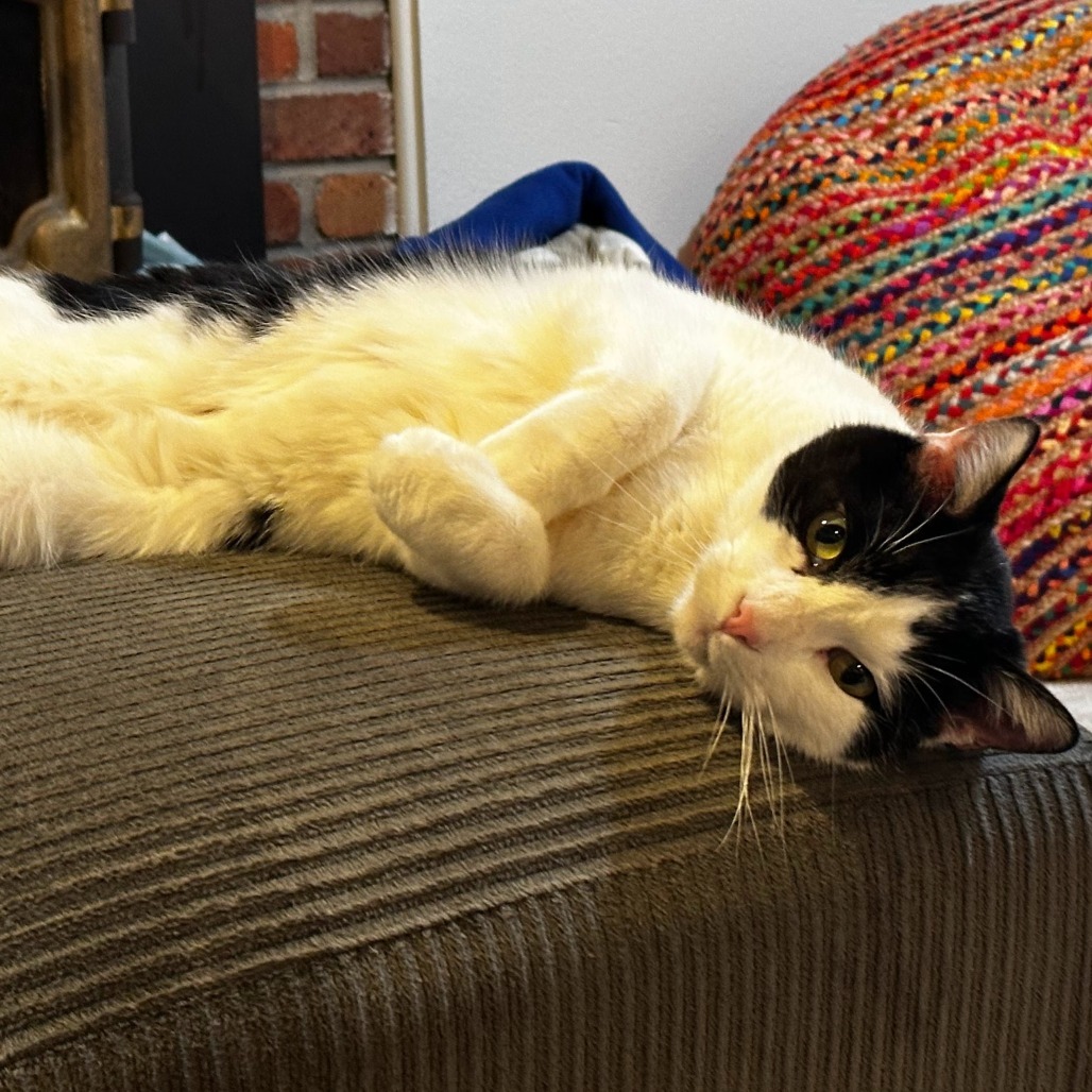 Mr. Sherlock "Nuzzles", an adoptable Domestic Short Hair in Denver, CO, 80223 | Photo Image 4