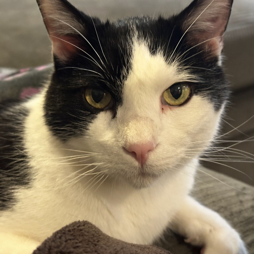 Mr. Sherlock "Nuzzles", an adoptable Domestic Short Hair in Denver, CO, 80223 | Photo Image 5