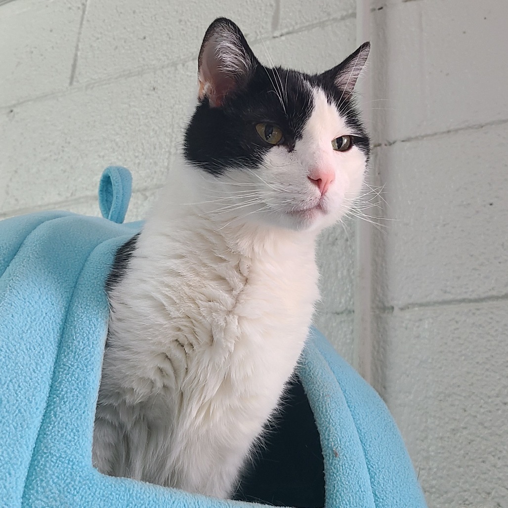 Mr. Sherlock "Nuzzles", an adoptable Domestic Short Hair in Denver, CO, 80223 | Photo Image 6