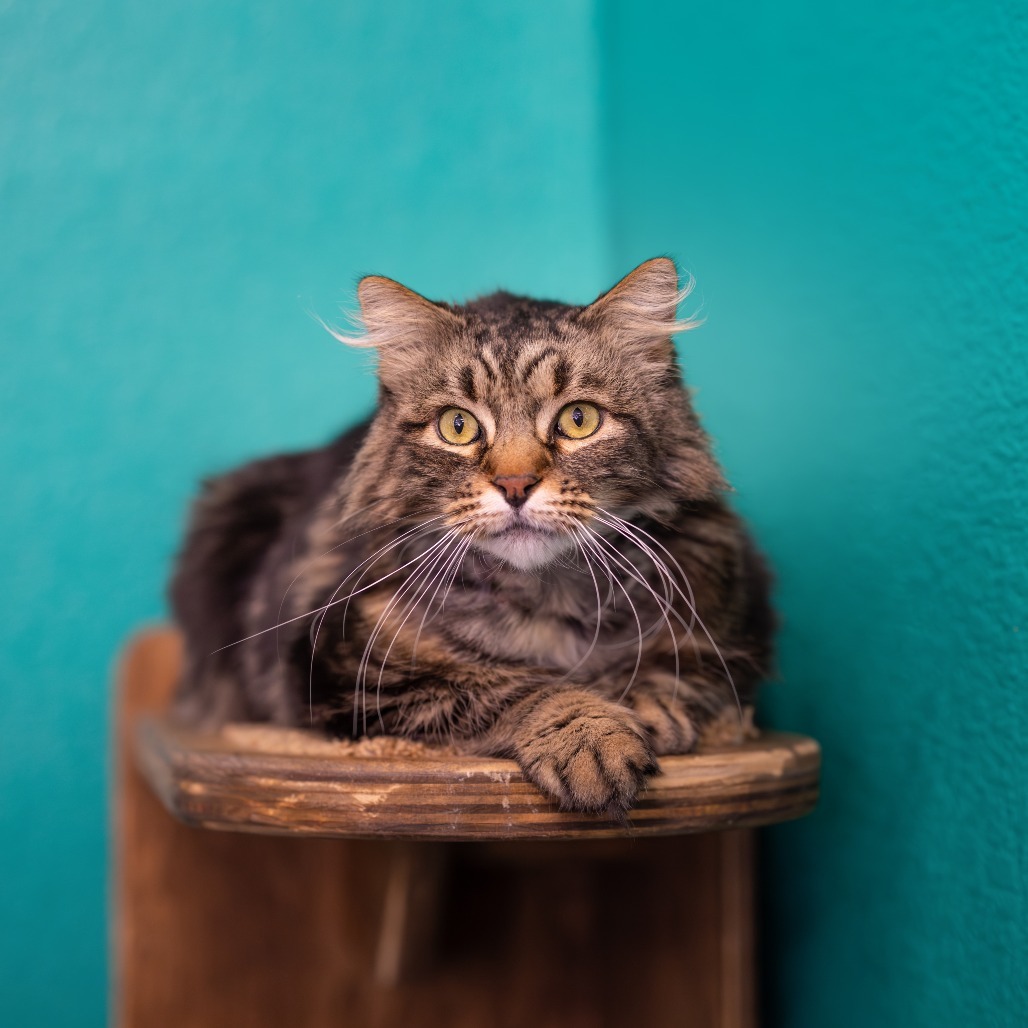 Chewy, an adoptable Domestic Long Hair in Morrison, CO, 80465 | Photo Image 1