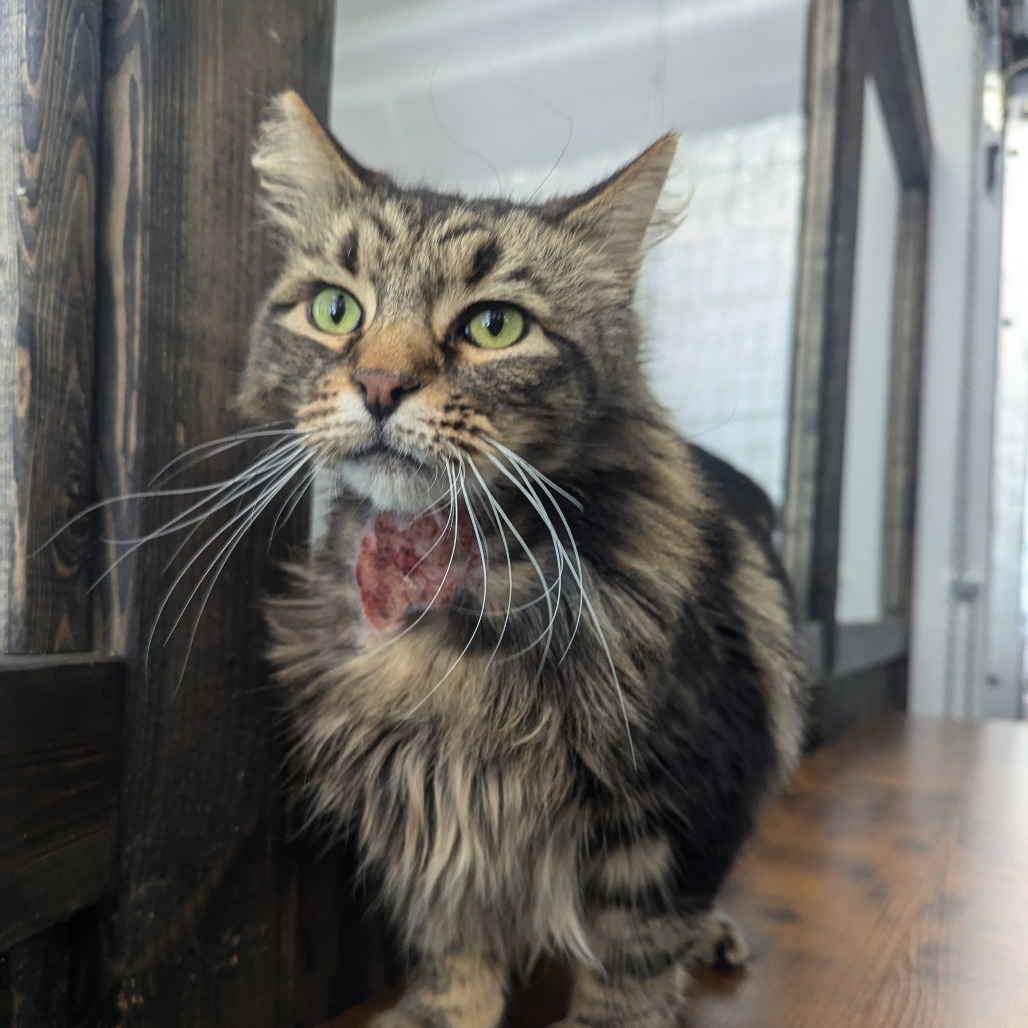 Chewy, an adoptable Domestic Long Hair in Morrison, CO, 80465 | Photo Image 2