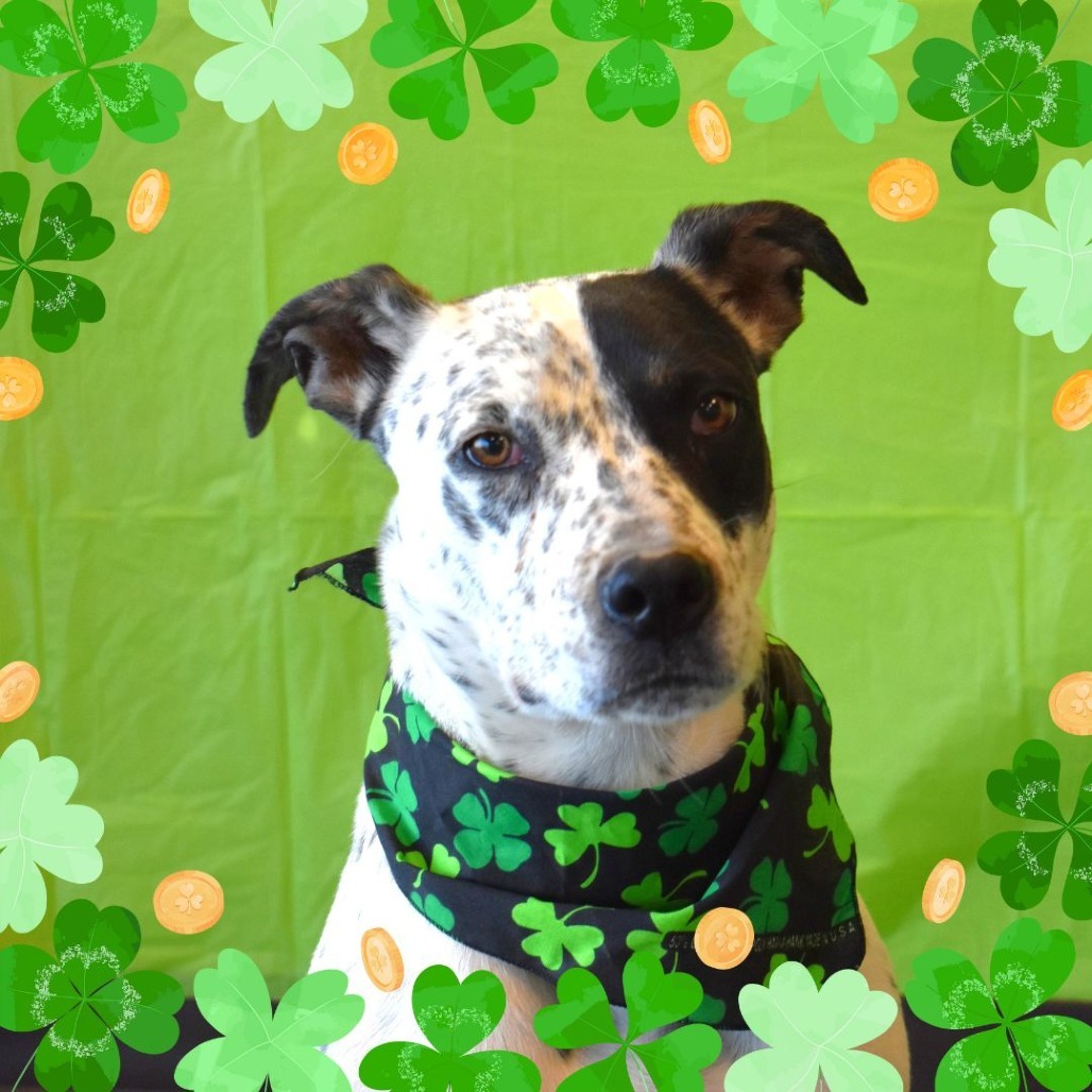 Carlito, an adoptable English Pointer, Mixed Breed in Rifle, CO, 81650 | Photo Image 1