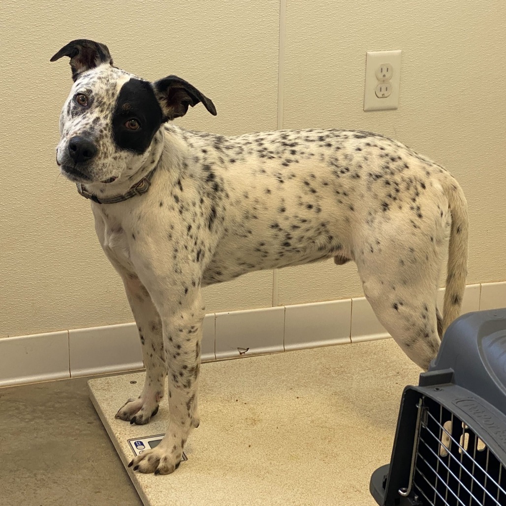 Carlito, an adoptable English Pointer, Mixed Breed in Rifle, CO, 81650 | Photo Image 2