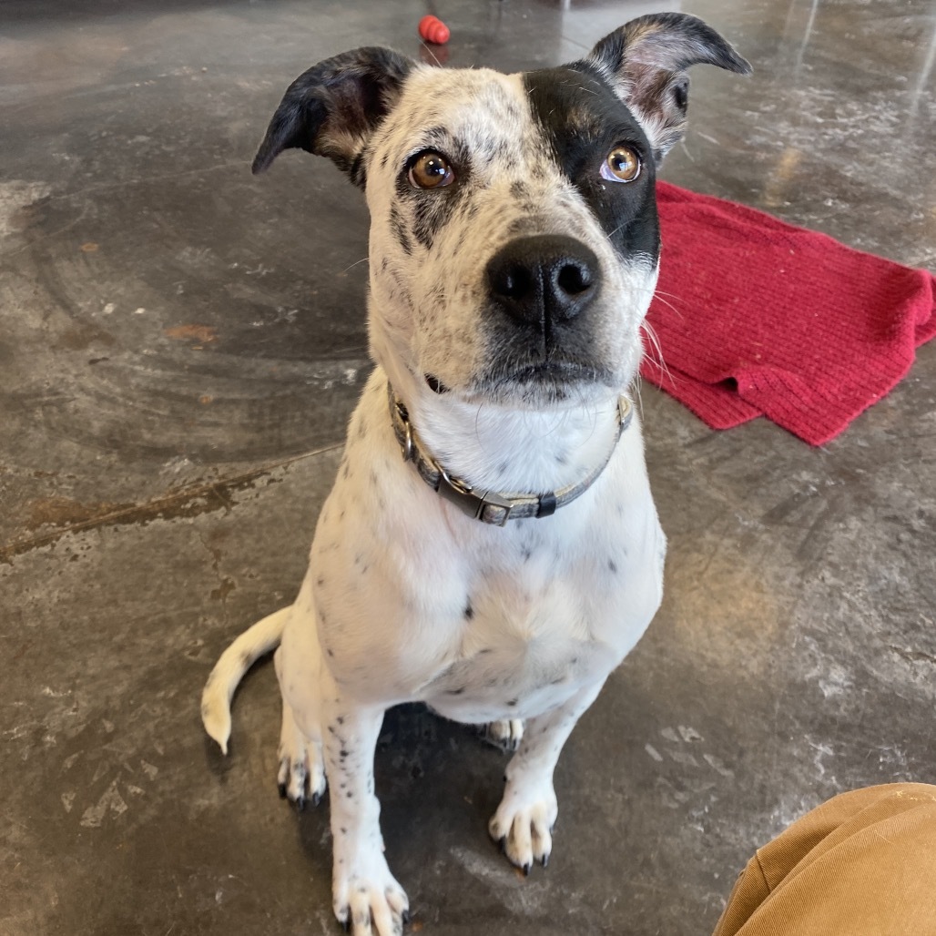 Carlito, an adoptable English Pointer, Mixed Breed in Rifle, CO, 81650 | Photo Image 3