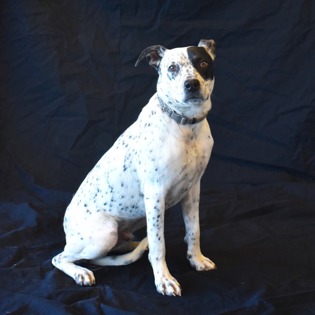 Carlito, an adoptable English Pointer, Mixed Breed in Rifle, CO, 81650 | Photo Image 4