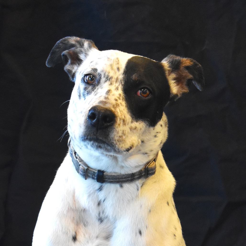 Carlito, an adoptable English Pointer, Mixed Breed in Rifle, CO, 81650 | Photo Image 5