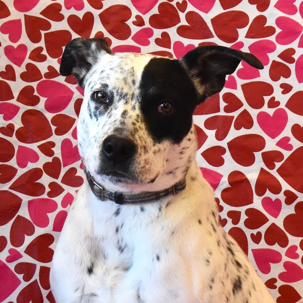 Carlito, an adoptable English Pointer, Mixed Breed in Rifle, CO, 81650 | Photo Image 6