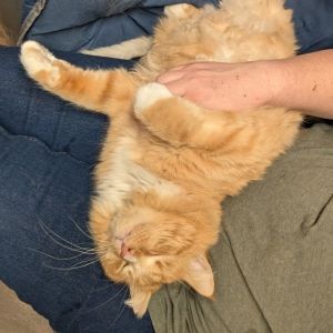 Dreamsicle, Adult Male Domestic Long Hair