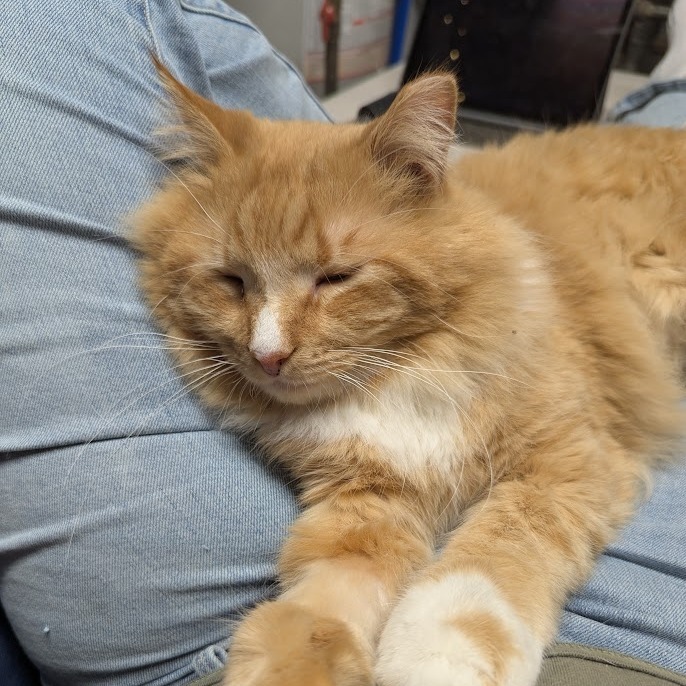 Dreamsicle