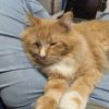 Dreamsicle photo 2