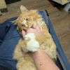 Dreamsicle photo 3
