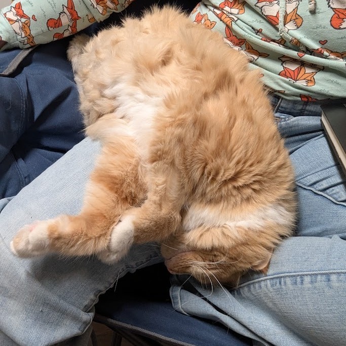 Dreamsicle