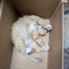 Dreamsicle photo 5