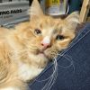 Dreamsicle photo 6