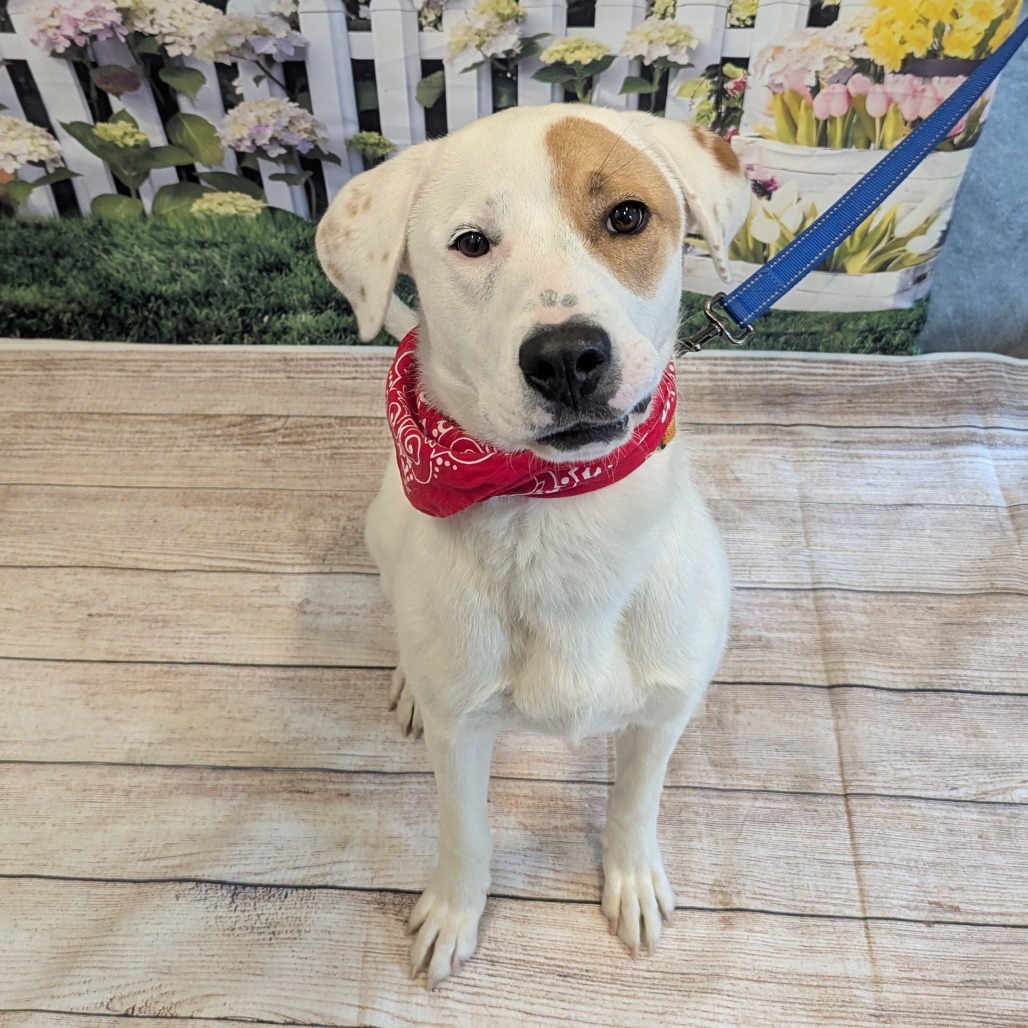 Charlie, an adoptable Labrador Retriever, Mixed Breed in Show Low, AZ, 85901 | Photo Image 1