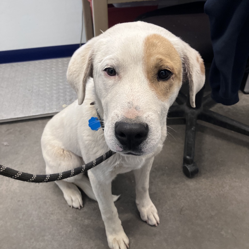 Charlie, an adoptable Labrador Retriever, Mixed Breed in Show Low, AZ, 85901 | Photo Image 2