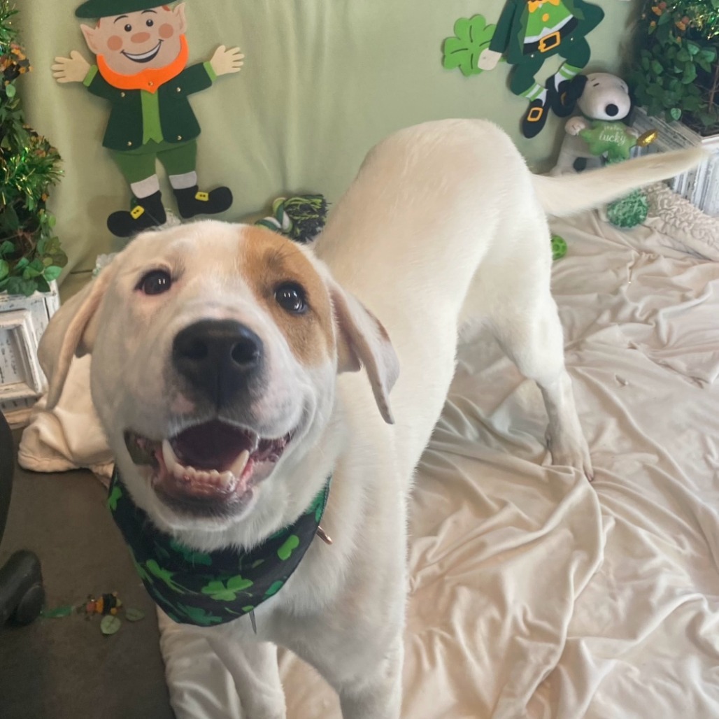Charlie, an adoptable Labrador Retriever, Mixed Breed in Show Low, AZ, 85901 | Photo Image 3