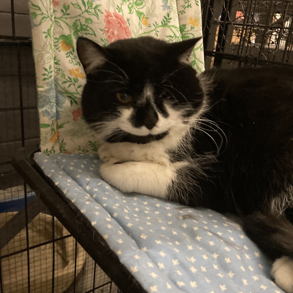 Largo, an adoptable Domestic Short Hair in Grand Rapids, MN, 55744 | Photo Image 1
