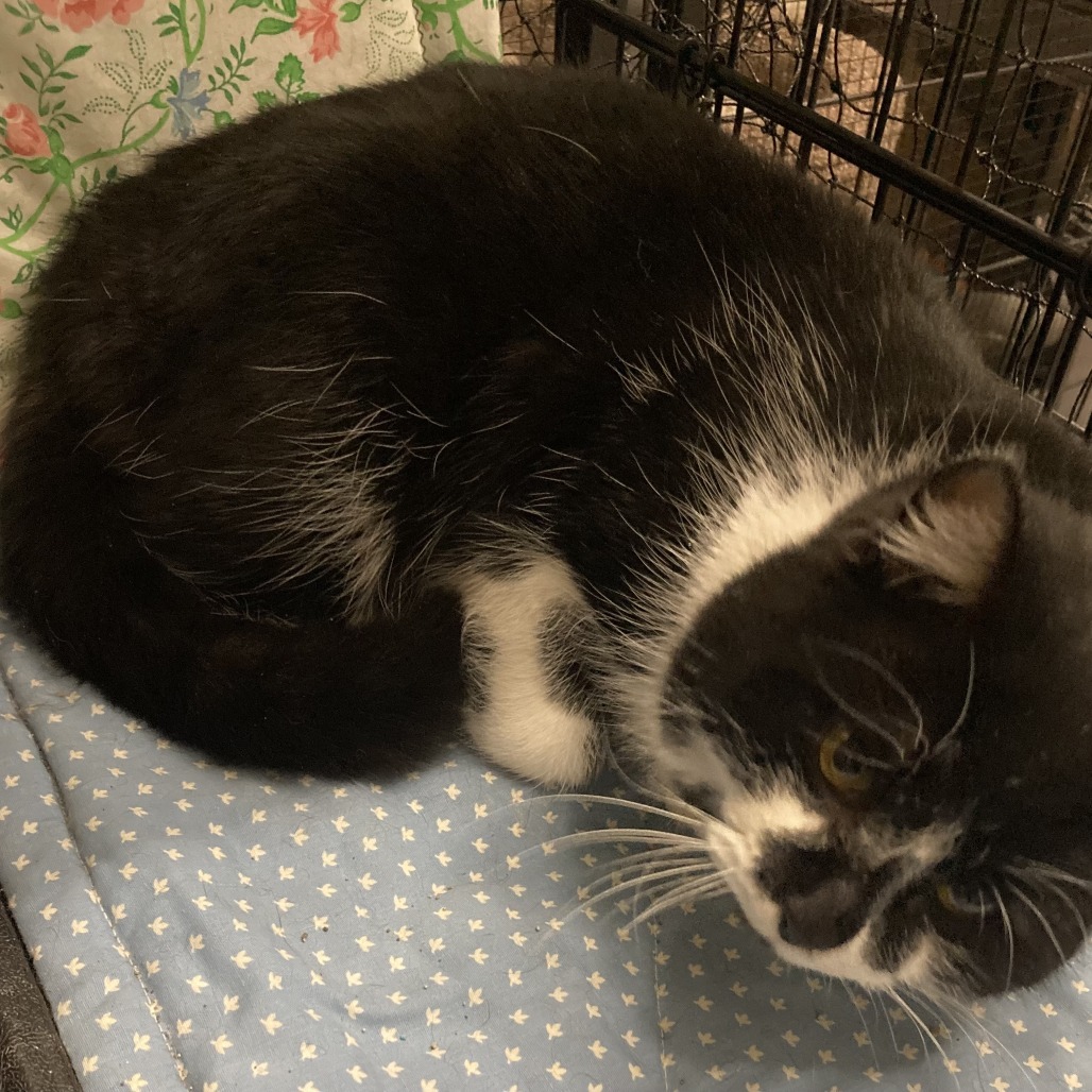 Largo, an adoptable Domestic Short Hair in Grand Rapids, MN, 55744 | Photo Image 2