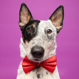 RODEO, Adult Male Bull Terrier