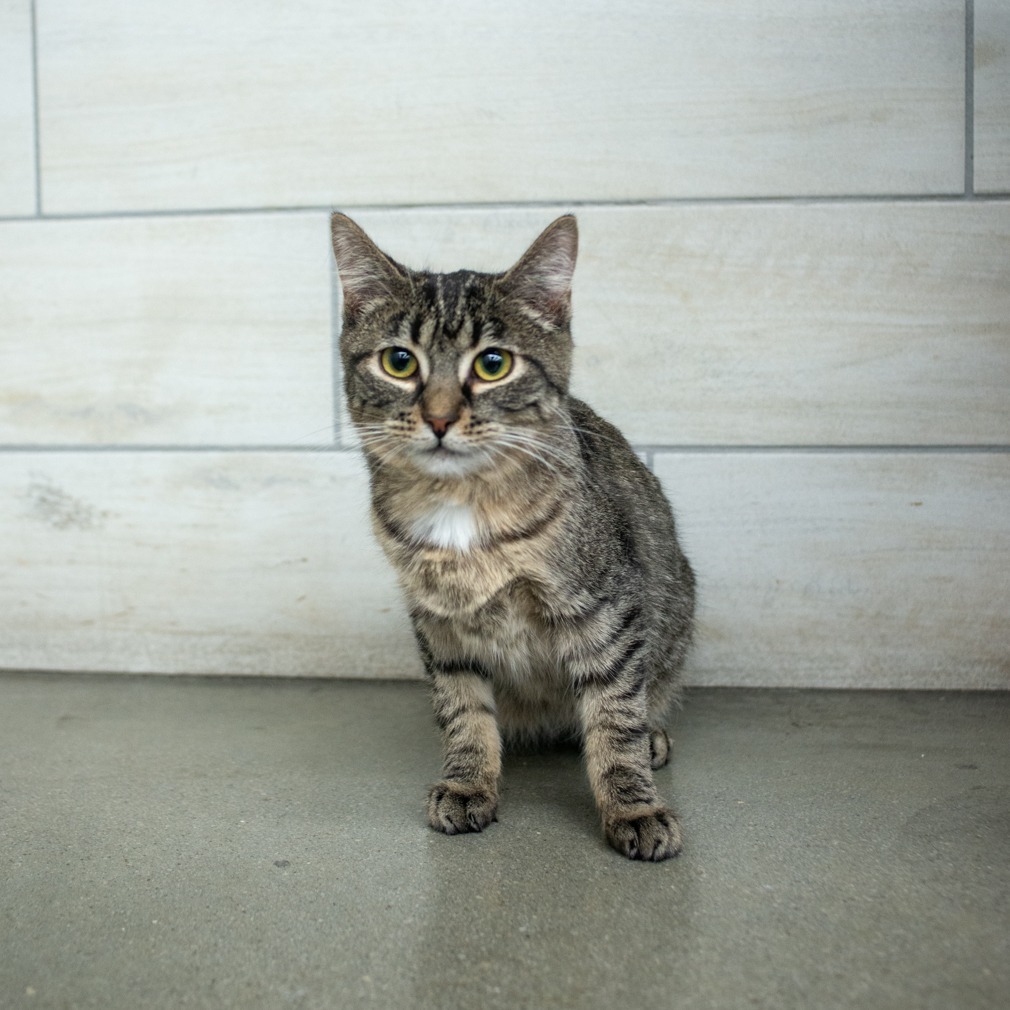 Damon, an adoptable Domestic Short Hair in West Jordan, UT, 84084 | Photo Image 1