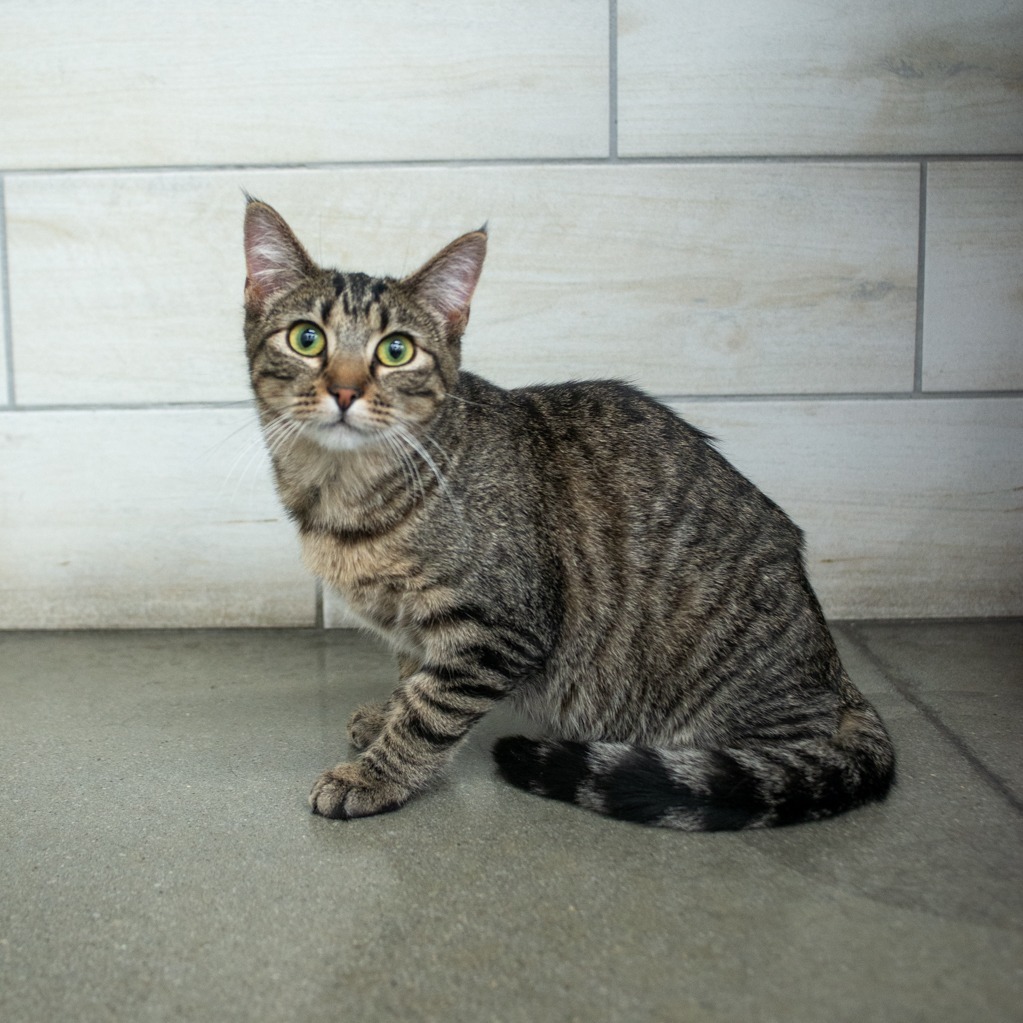 Stefan, an adoptable Domestic Short Hair in West Jordan, UT, 84084 | Photo Image 1