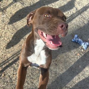 COCOA Chocolate Labrador Retriever Dog