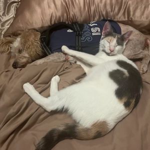 Asteroid Domestic Short Hair Cat