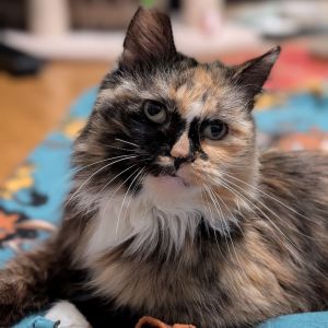 Hi Im Lady Im still adjusting to indoor life but Im learning every day I love cheek scratches