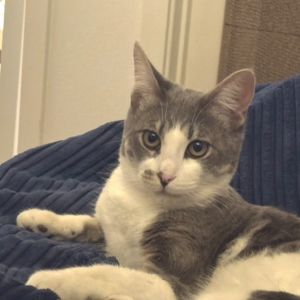 Fernando Colunga Domestic Short Hair Cat