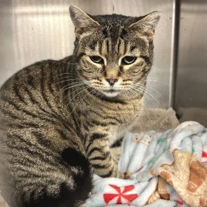 Tajin Domestic Short Hair Cat