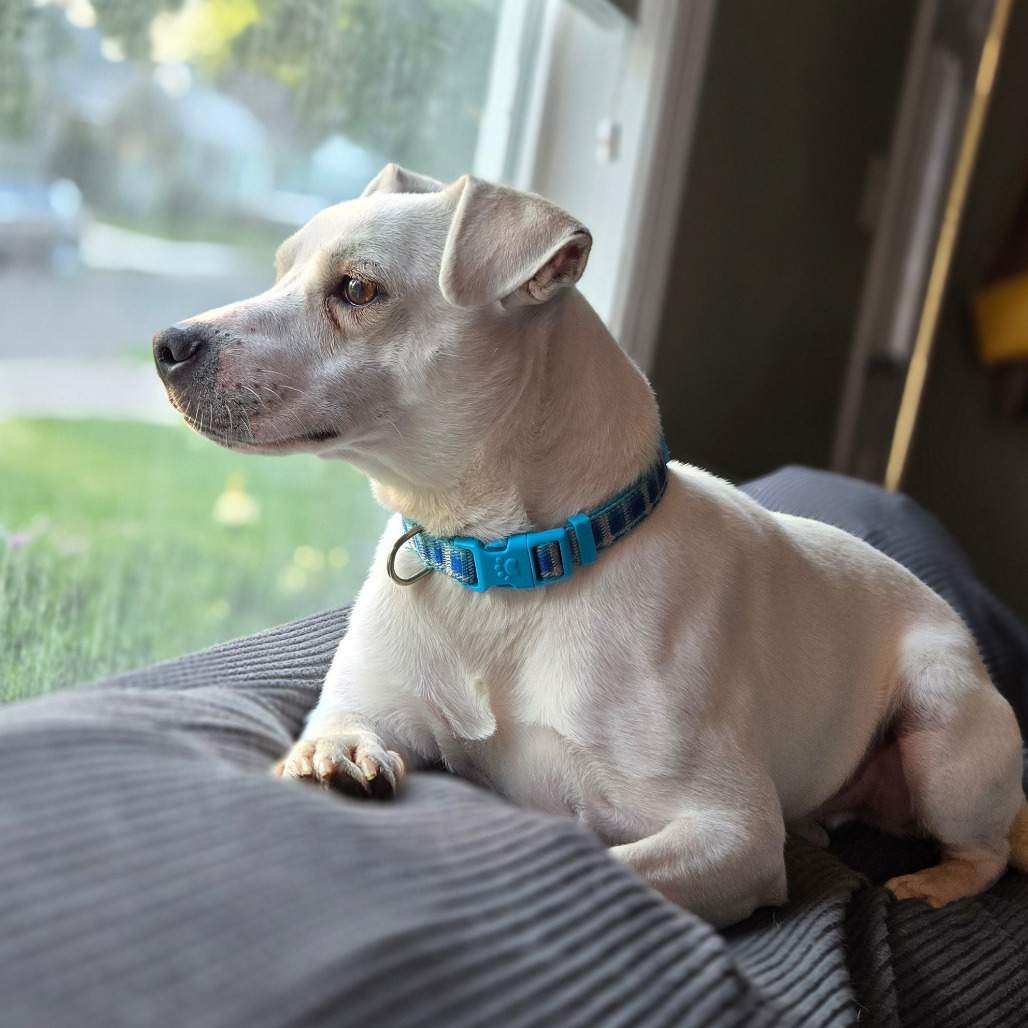 Opie, an adoptable Mixed Breed in Rochester, MN, 55903 | Photo Image 1