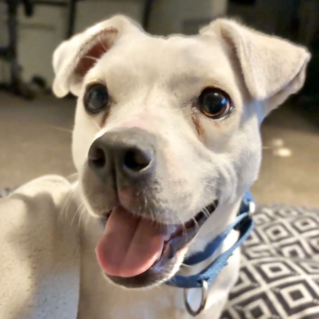 Opie, an adoptable Mixed Breed in Rochester, MN, 55903 | Photo Image 1