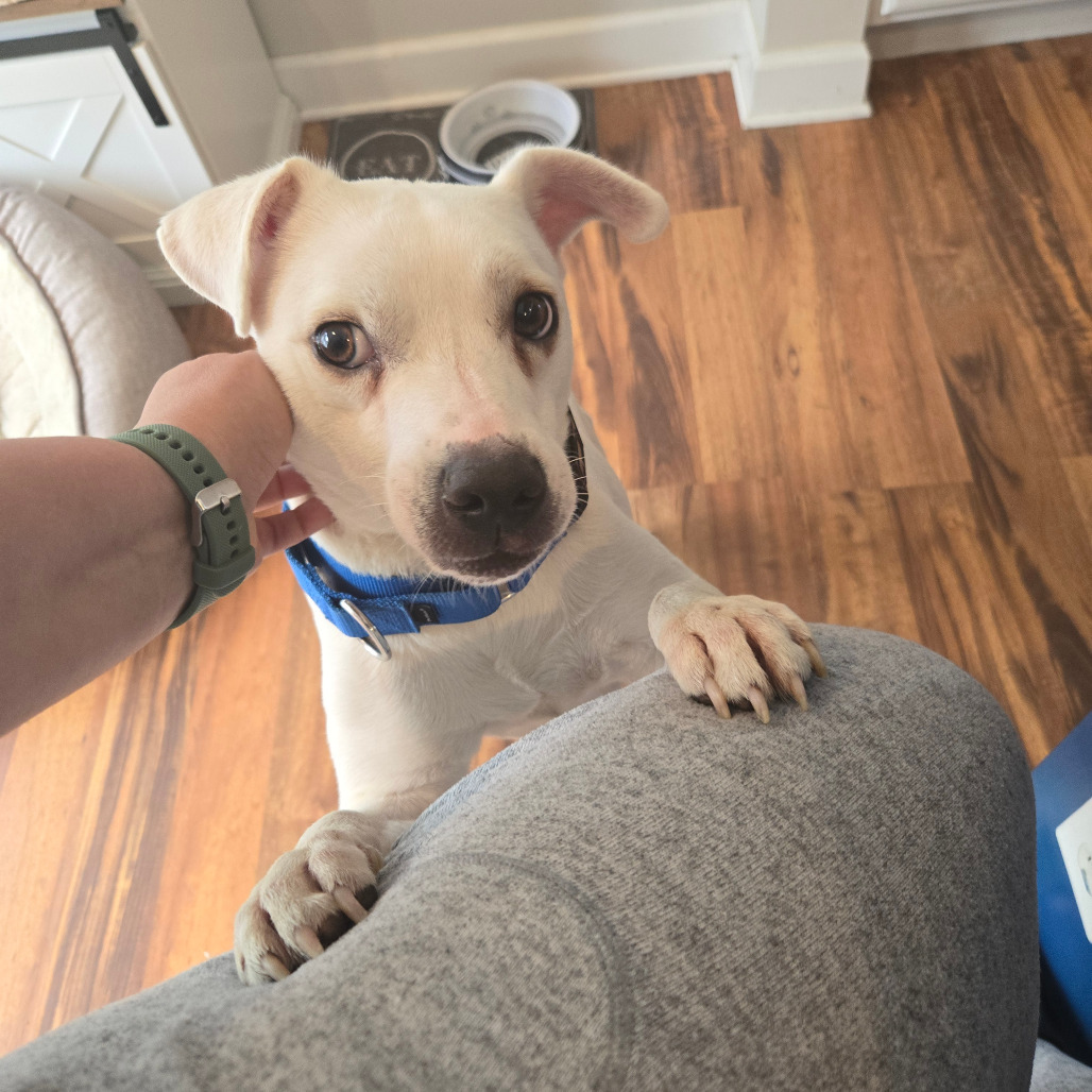 Opie, an adoptable Mixed Breed in Rochester, MN, 55903 | Photo Image 2