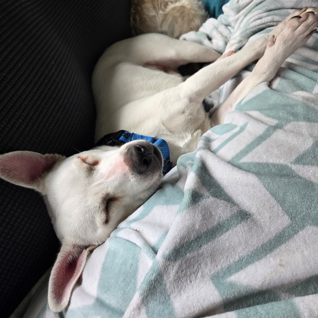 Opie, an adoptable Mixed Breed in Rochester, MN, 55903 | Photo Image 3