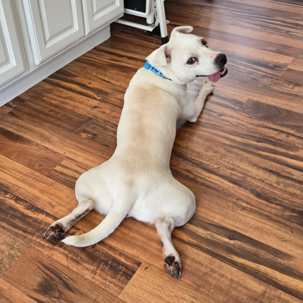 Opie, an adoptable Mixed Breed in Rochester, MN, 55903 | Photo Image 4