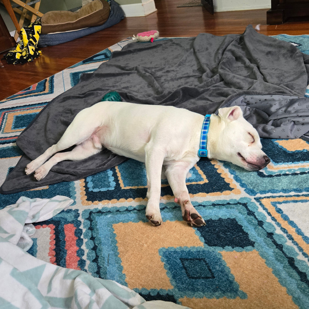 Opie, an adoptable Mixed Breed in Rochester, MN, 55903 | Photo Image 5