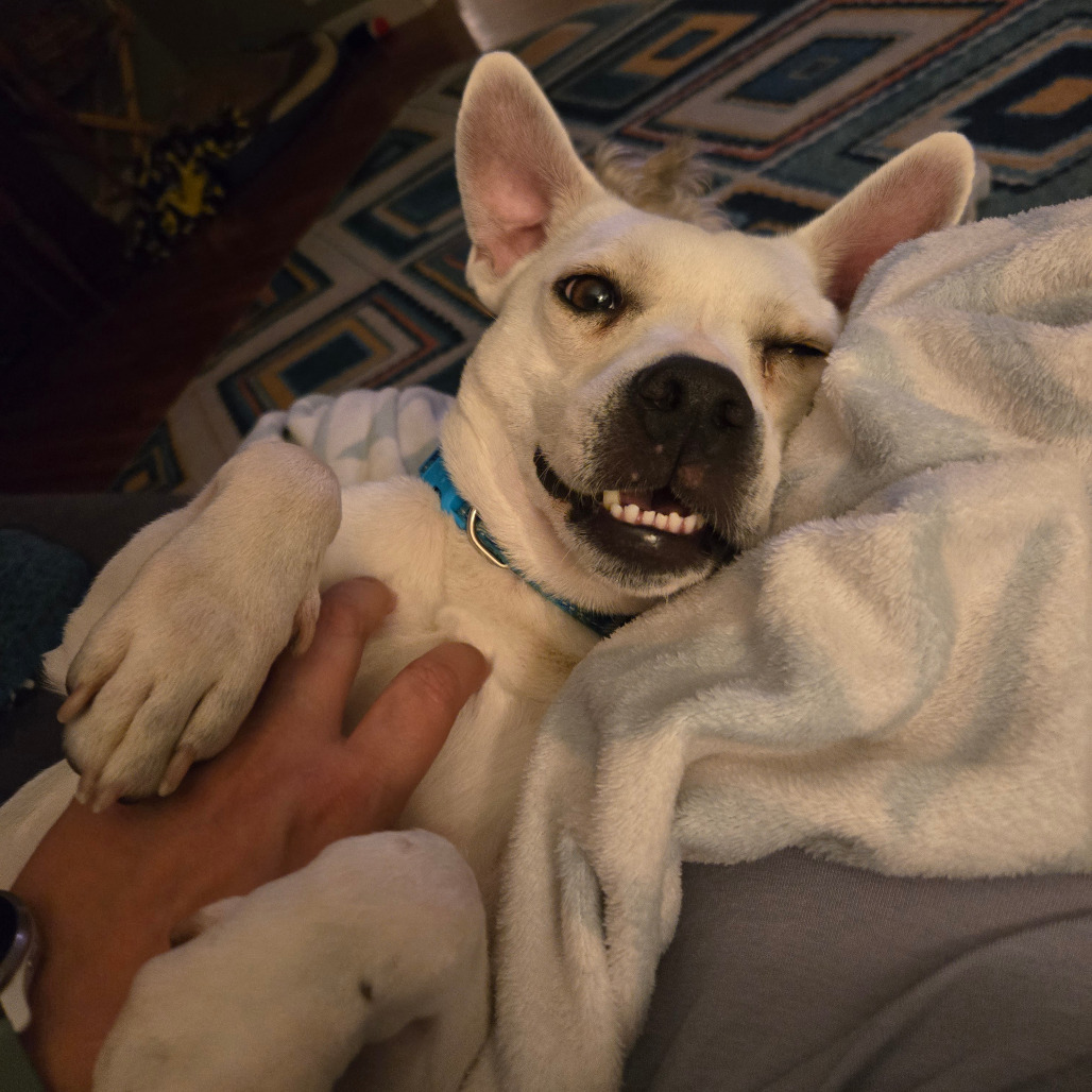 Opie, an adoptable Mixed Breed in Rochester, MN, 55903 | Photo Image 5